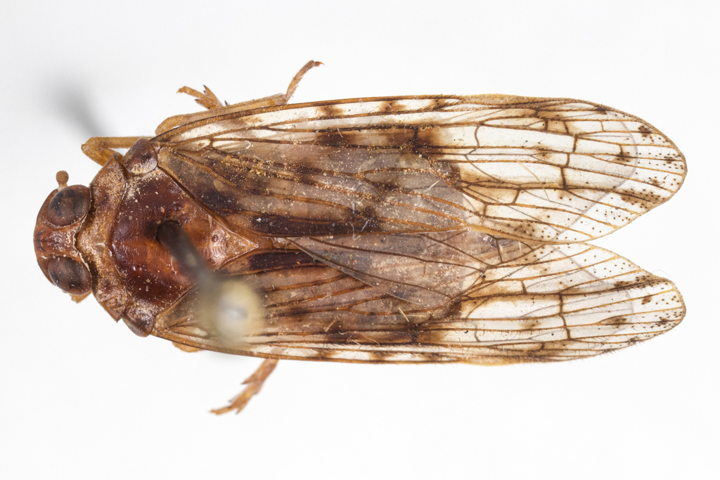 Mnemosyne cubana