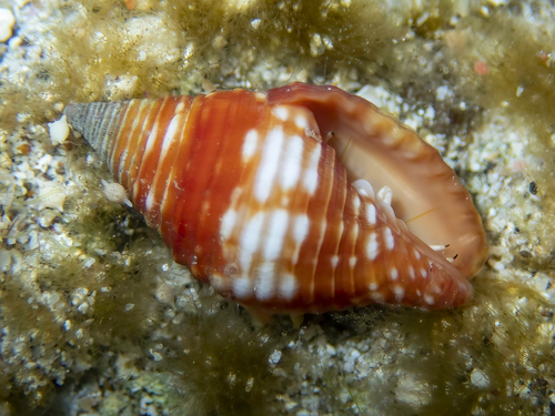 Pseudonebularia cucumerina observed 2023-02-24