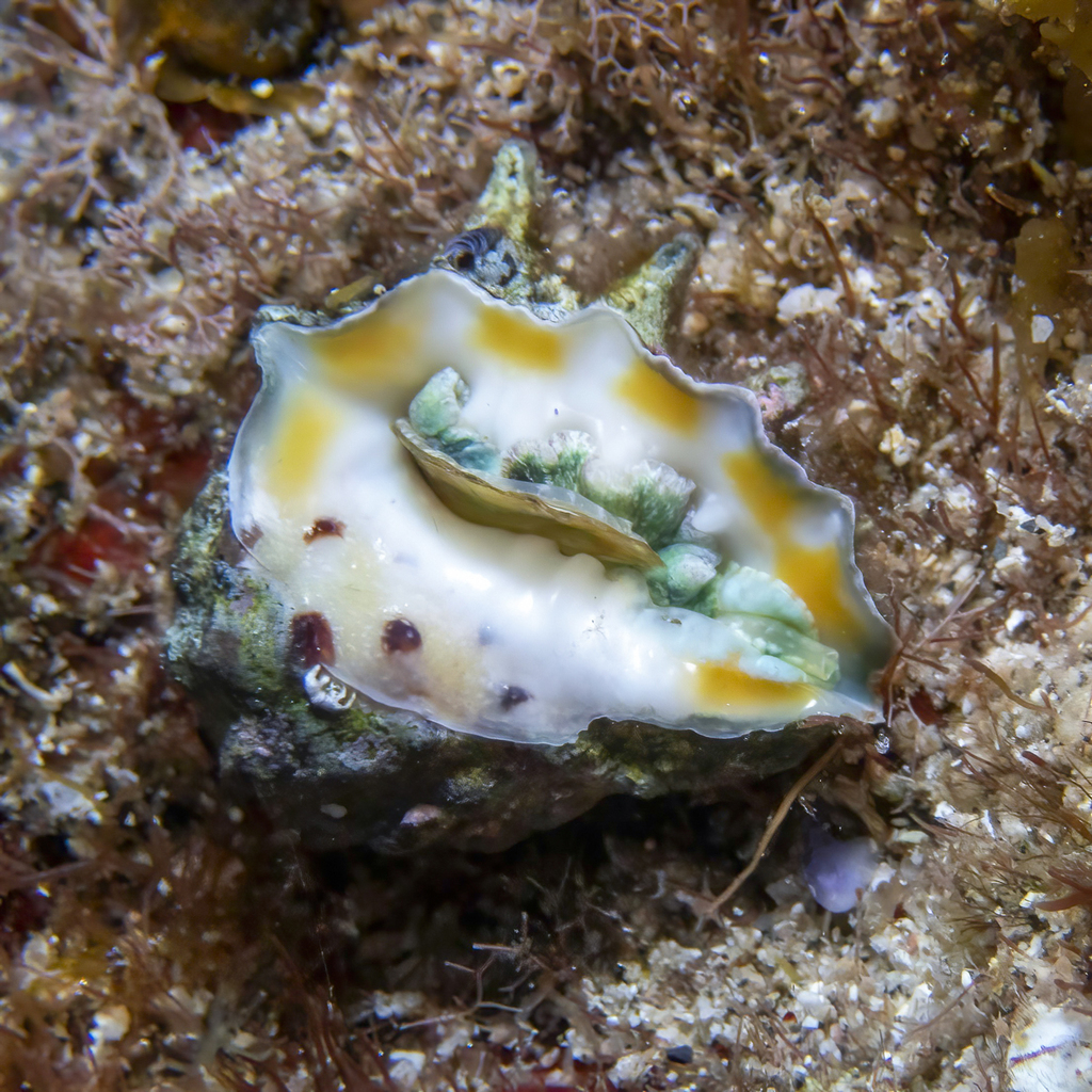 Prickly Spotted Drupe from Lord Howe Island NSW 2898, Australia on ...