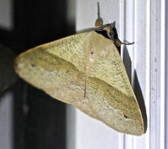 Ophyx ochroptera