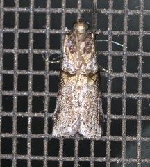 Conobathra hemichlaena