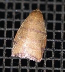 Pycnozancla