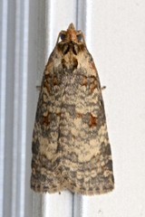 Cryptoptila australana