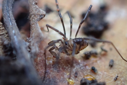 Sabacon occidentalis