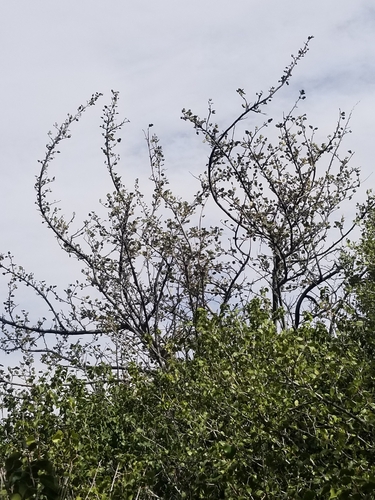 California Flannel Bush foliage