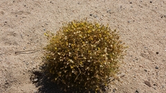 Lessingia glandulifera