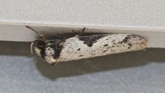 Philobota transversella