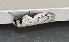 Philobota transversella