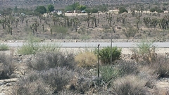 Salpinctes obsoletus