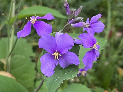 Orychophragmus violaceus iNat (2)