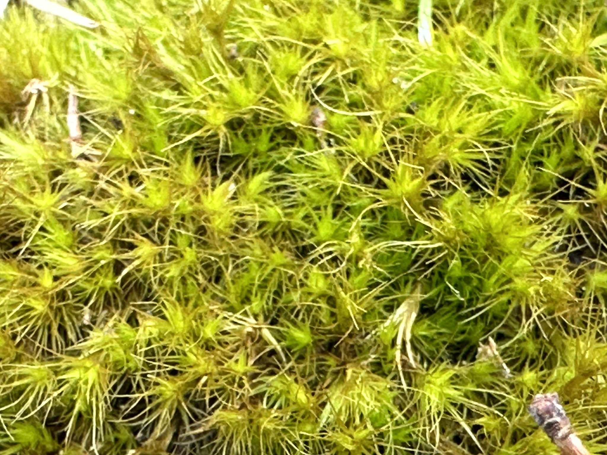 Campylopus tallulensis