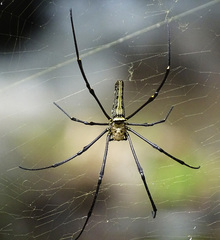 Nephila pilipes