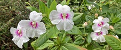 Impatiens sodenii image