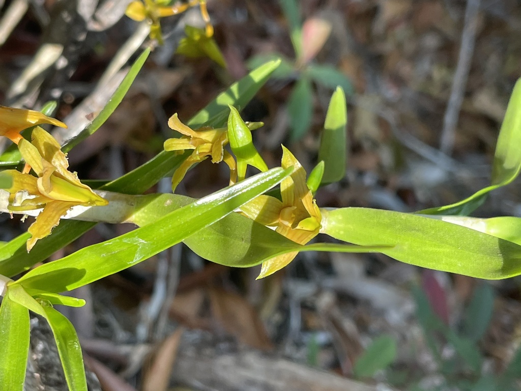 Dendrobium metachilinum Rchb.f.