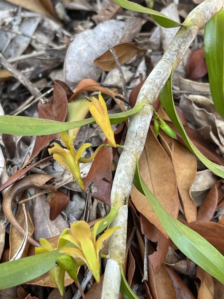Dendrobium metachilinum Rchb.f. 2