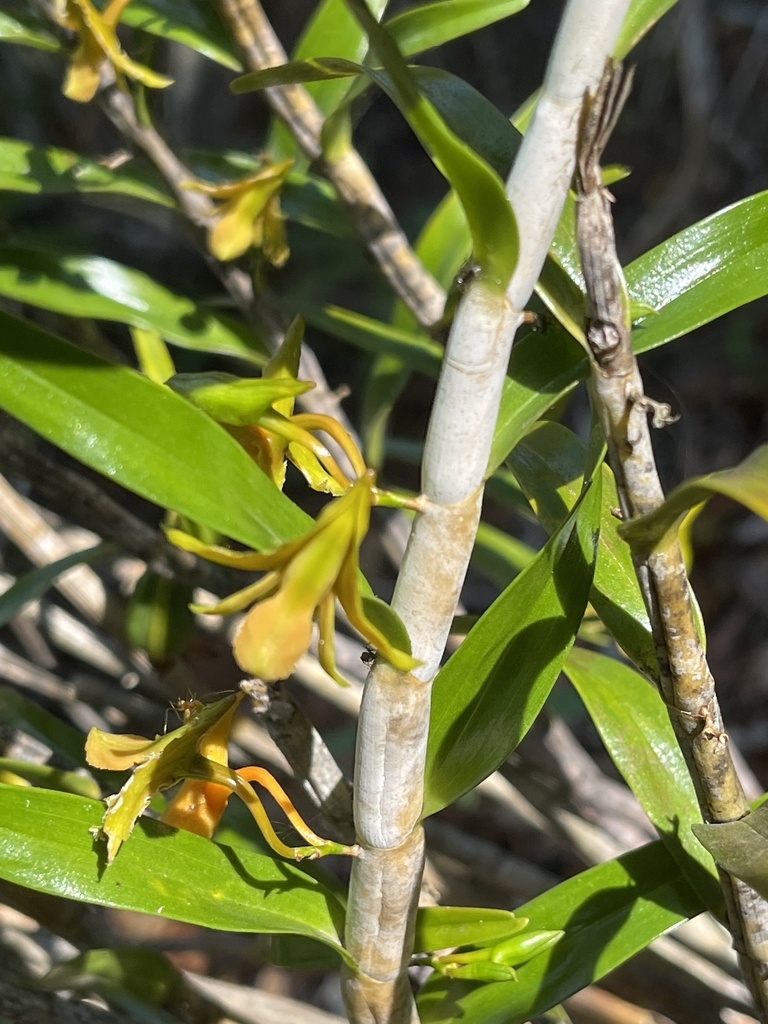 Dendrobium metachilinum Rchb.f. 3