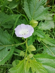 Nicandra physalodes