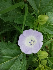 Nicandra physalodes