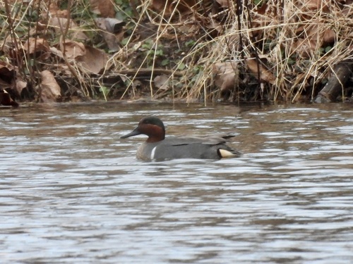 Cerceta americana (Anas carolinensis)