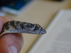 Platyceps rhodorachis