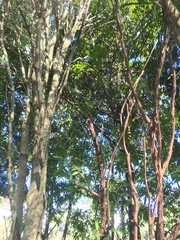 Alectryon excelsus excelsus