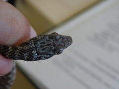 Platyceps rhodorachis