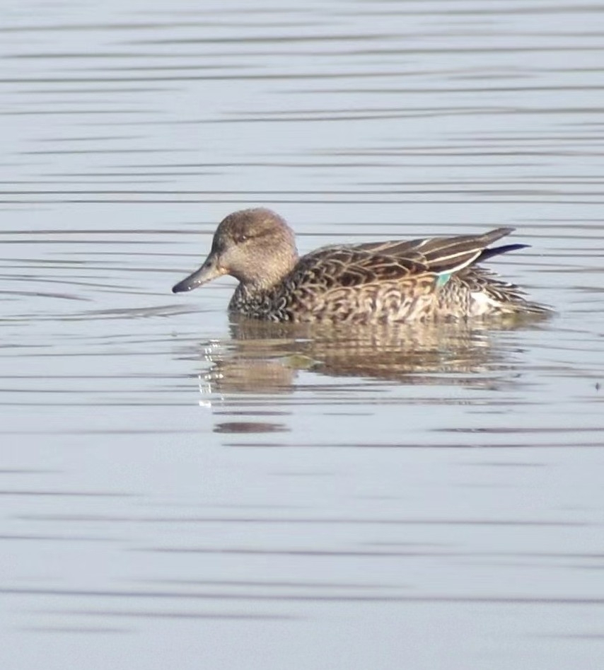 Green-winged Teal