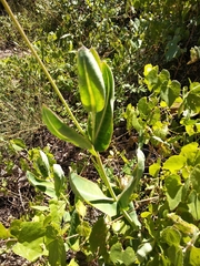 Asclepias elata