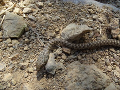 Platyceps rhodorachis
