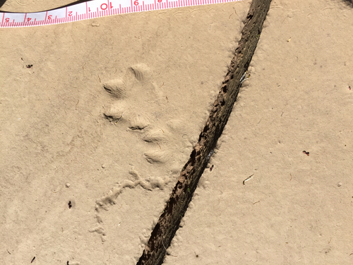 Kit Fox photographed in Texas