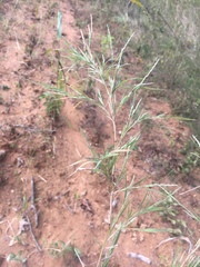 Muhlenbergia glabrifloris