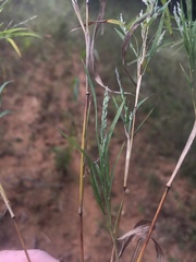Muhlenbergia glabrifloris