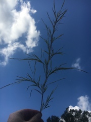 Muhlenbergia glabrifloris