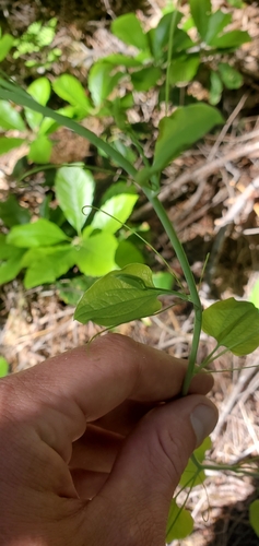 English Peak greenbrier (Smilax jamesii)