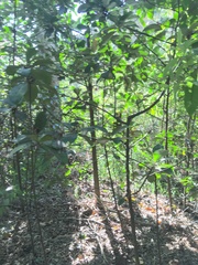 Corynocarpus laevigatus