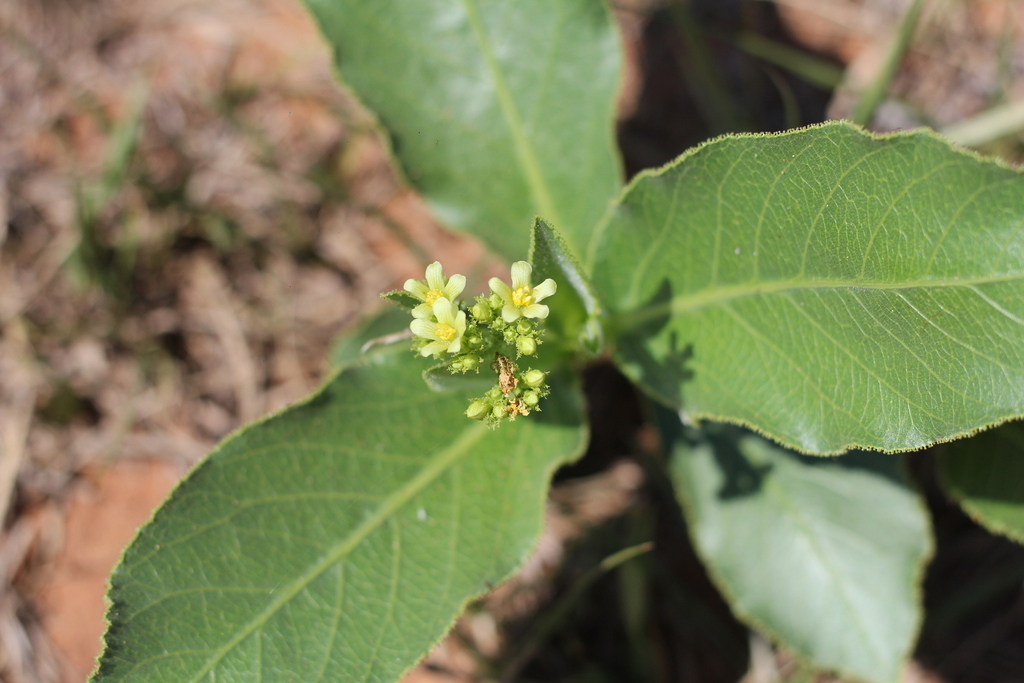 Jatropha isabellei