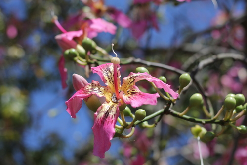 Ceiba speciosa