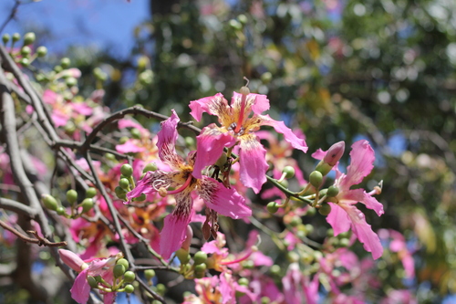 Ceiba speciosa