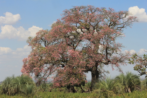 Ceiba speciosa