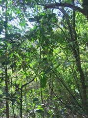 Corynocarpus laevigatus