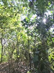 Corynocarpus laevigatus