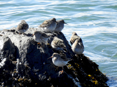 Calidris maritima image