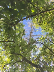 Melicytus ramiflorus ramiflorus