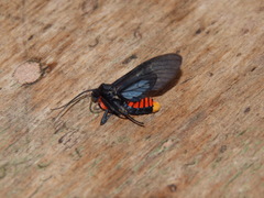 Thysanoprymna cepiana