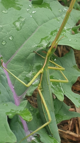 Spur Legged Phasmid photo 3