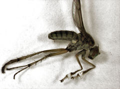 Helichochaetus discifer