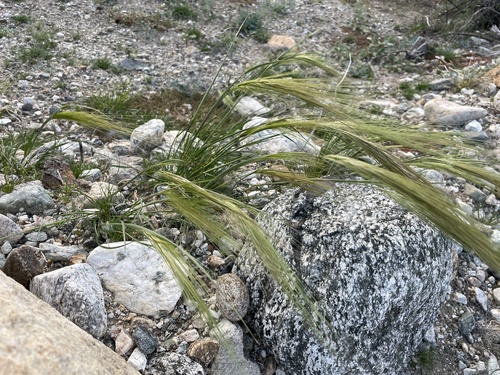 iNaturalist observation photo of cape ricegrass