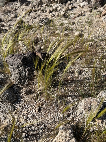 iNaturalist observation photo of cape ricegrass