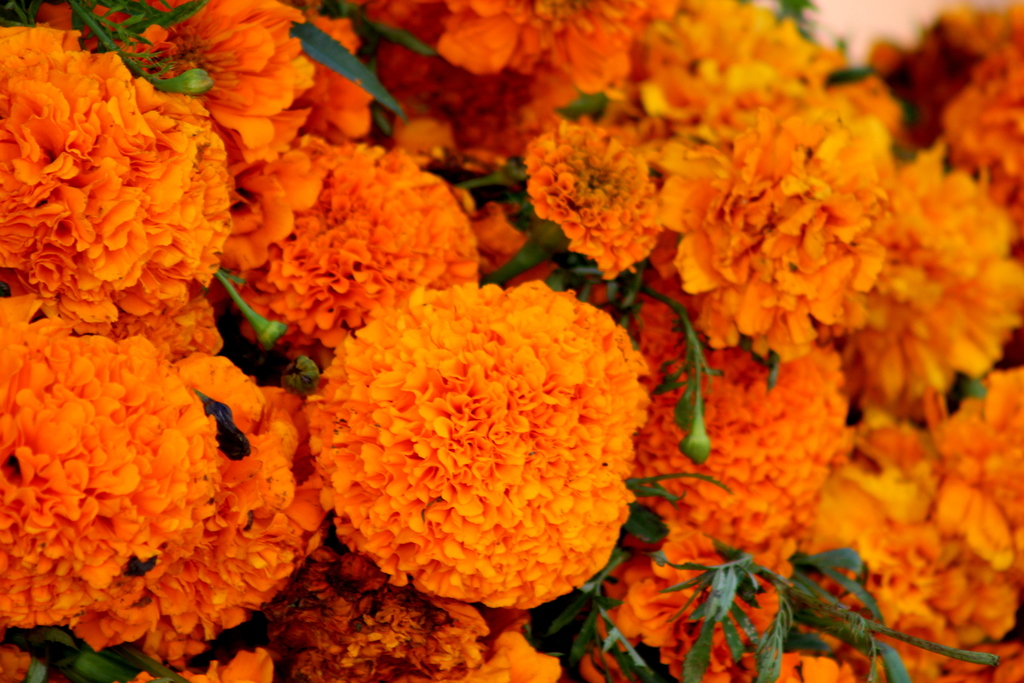 Mexican Marigold (Tagetes erecta) · iNaturalist