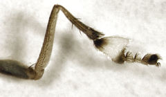 Helichochaetus discifer